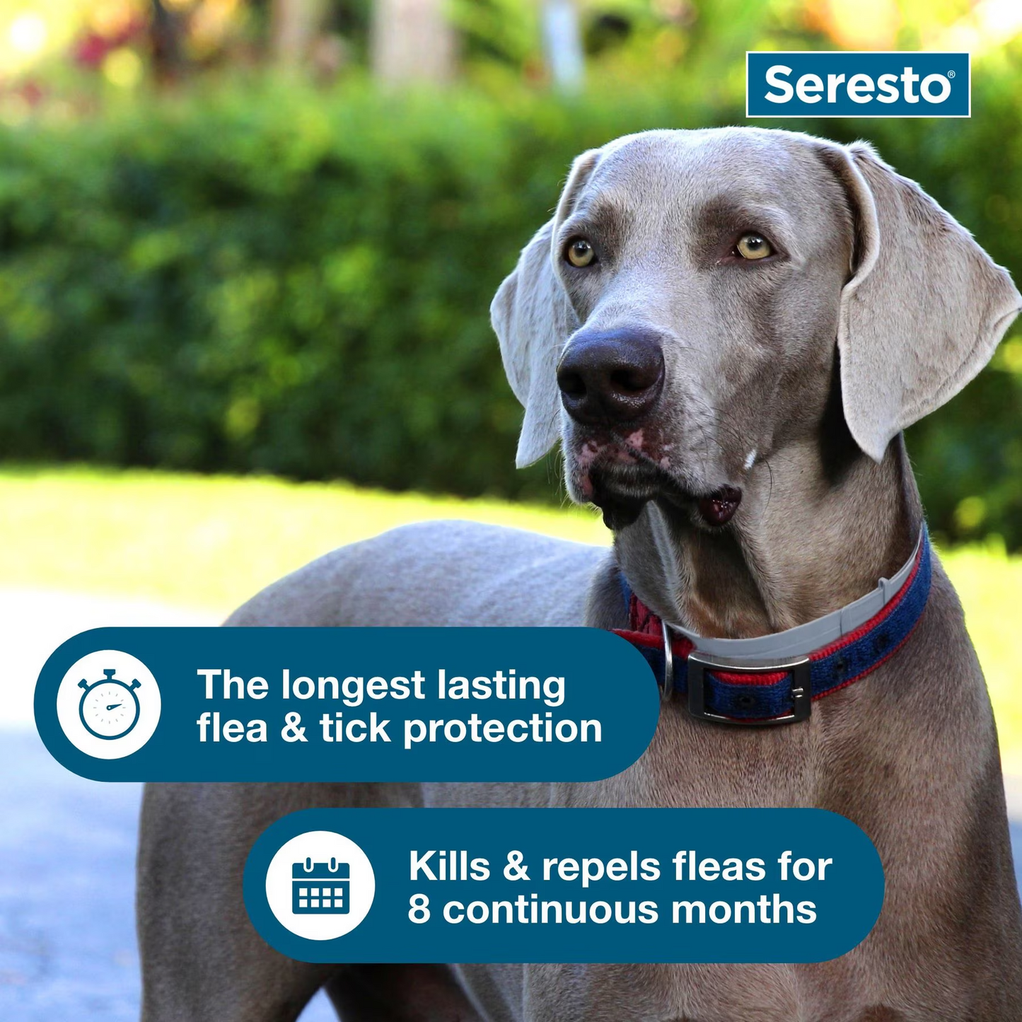 Seresto Flea & Tick Collar for Dogs, over 18-lbs, 1 Collar (8-mos. supply)